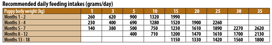 Gemon Junior- консерви за куче с пиле и пуйка- дневна дажба